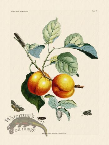 Wilkes Butterflies 087